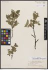 Foto von Salix borealis Fr. x Salix myrsinites L.